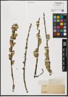Foto von Salix aegyptiaca L.